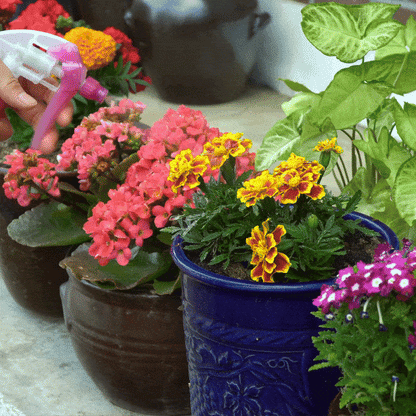 Floriva Bloom - Îngrășământ Bio pentru Plante cu Flori, Tratament pentru rădăcini și frunze